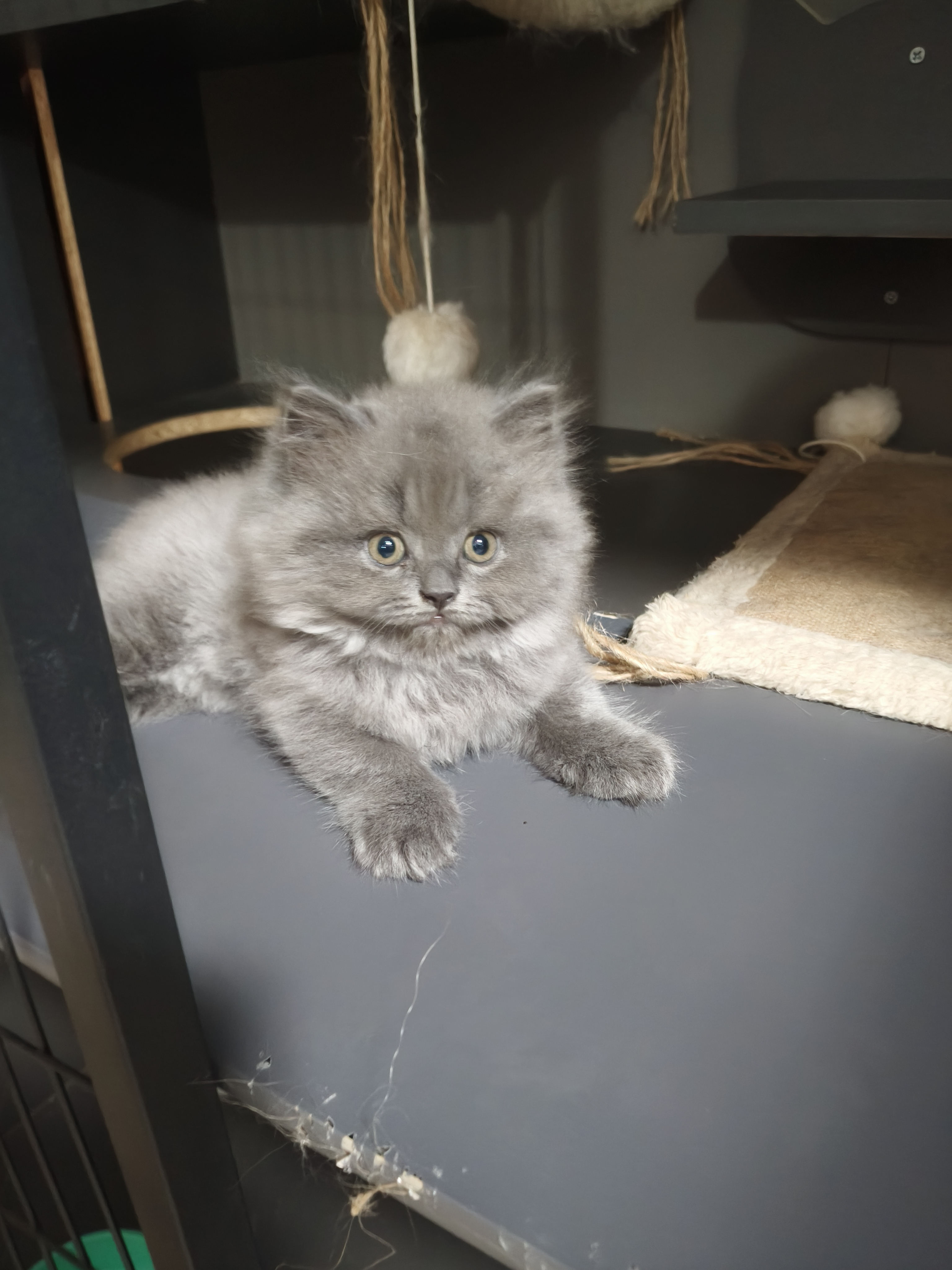 蓝猫高地妹妹，喜欢的铲屎官快来吧！